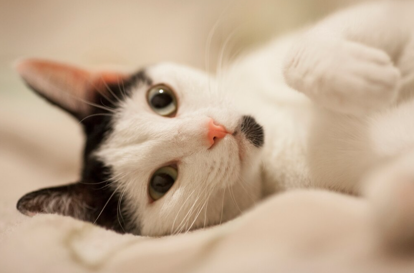 Pecinta Kucing harus Tahu! Ini Rahasia Merawat Kucing agar Sehat, Jinak, dan Bahagia di Rumah